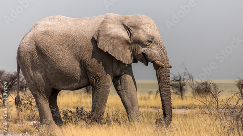 Elephants in the savannah  Etosha national park  Namibia