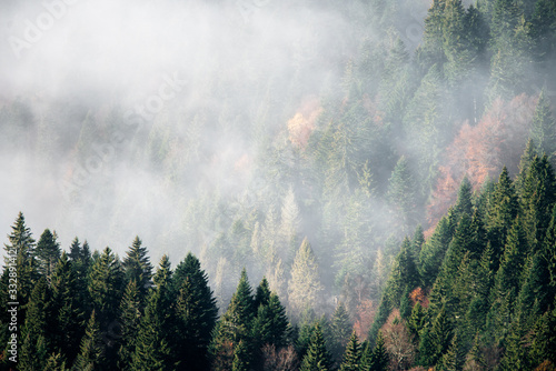 fog in forest © skazar
