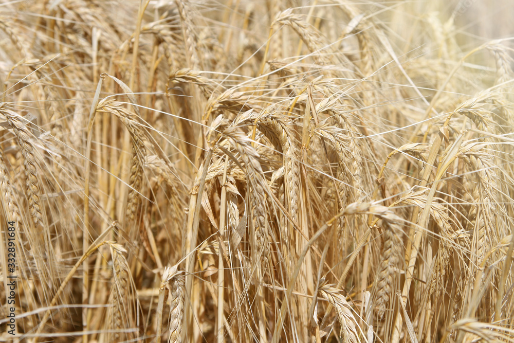 Ears of wheat closeup. Beautiful natural background Ears of wheat closeup. Beautiful natural background