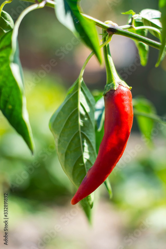 hot Mexican chili peppers in a field on a plant