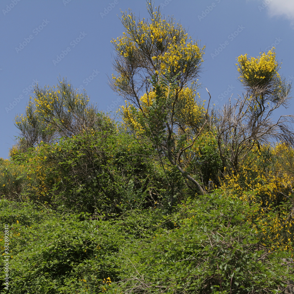 yellow broom in stark contrast to the blue sky yellow broom in stark contrast to the blue sky