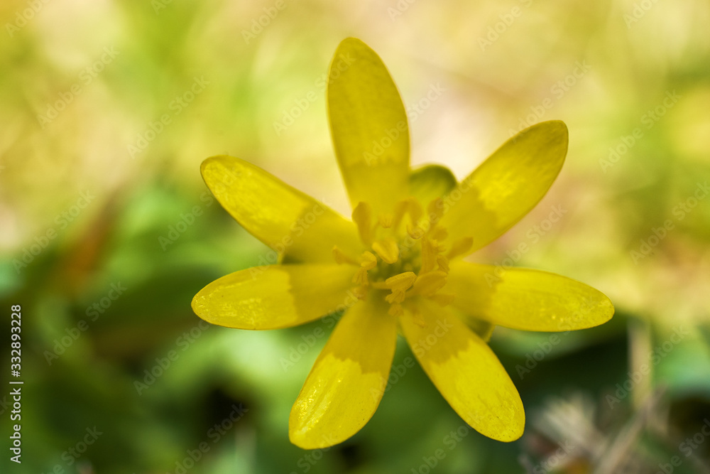 Fiori primaverili in Piemonte - Italia Fiori primaverili in Piemonte - Italia