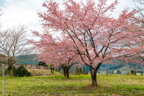 長湯温泉の大漁桜