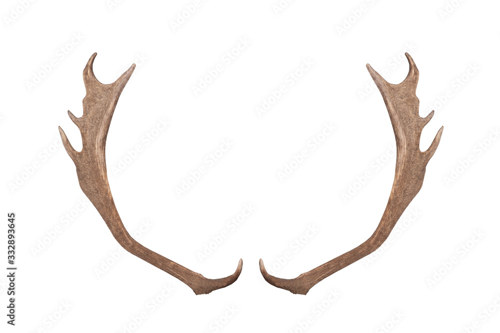 Deer horns isolated on a white background. Deer horns isolated on a white background.