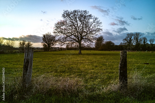 Εκτύπωση καμβά Old leafless tree in french countryside in late afternoon under a cloudy sky