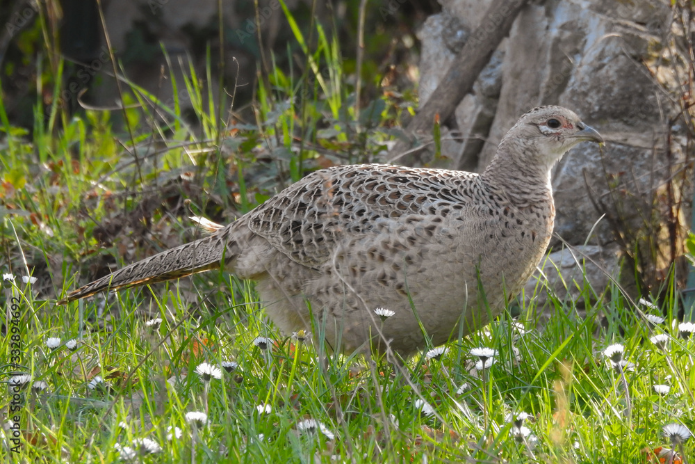 fagiano (Phasianus colchicus) in un campo,ritratto femmina fagiano (Phasianus colchicus) in un campo,ritratto femmina