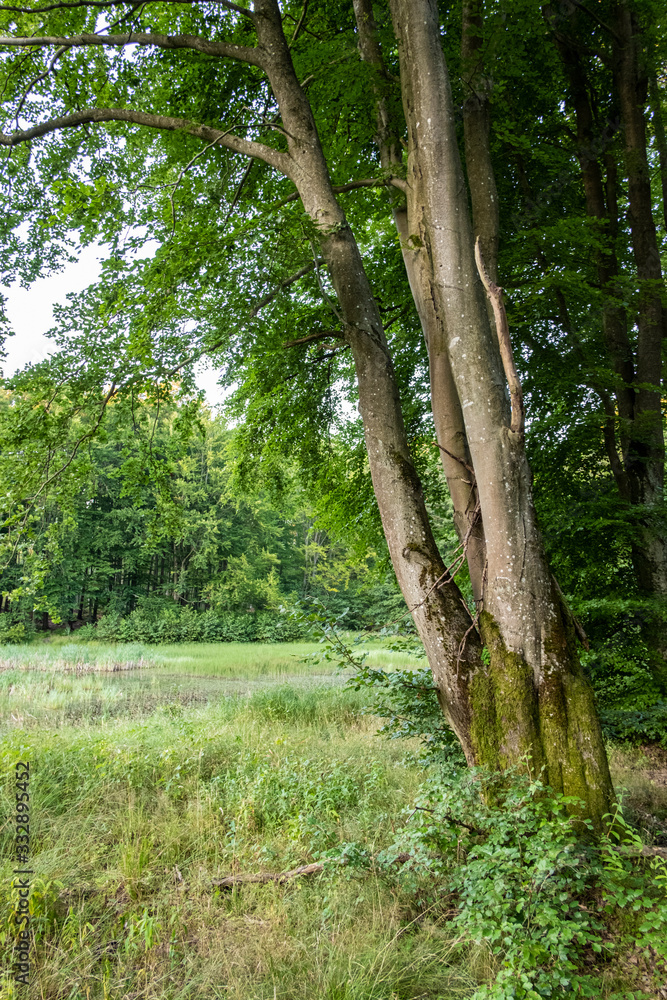 Fototapeta premium An artificial lake built in the middle of the forest as a water retention reservoir in the summer (vertical shot)