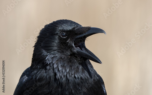 Carrion Crow Portrait