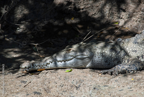 An American crocodile waits in the mud on a riverbank. Tempisque River, Palo Verde National Park, Costa Rica photo