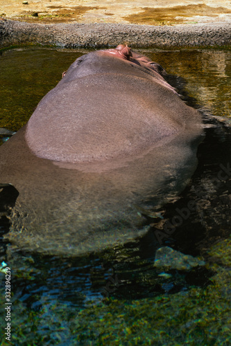 カバの昼寝 photo