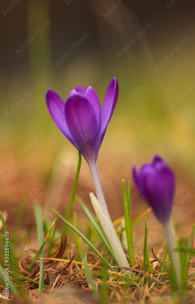Crocus (plural: crocuses or croci) is a genus of flowering plants in the iris family. Flowers close-up on a blurred natural background. The first spring flower in the garden Crocus (plural: crocuses or croci) is a genus of flowering plants in the iris family. Flowers close-up on a blurred natural background. The first spring flower in the garden