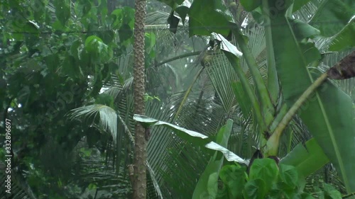 Tropical rain, palm trees, jungle photo