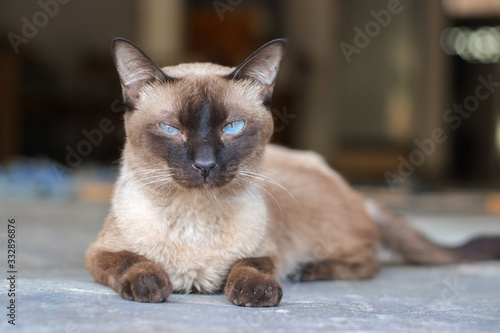 Brown cats blue eyes (Siamese cats) staring on the floor with boring face close-up. © Jedsada Naeprai