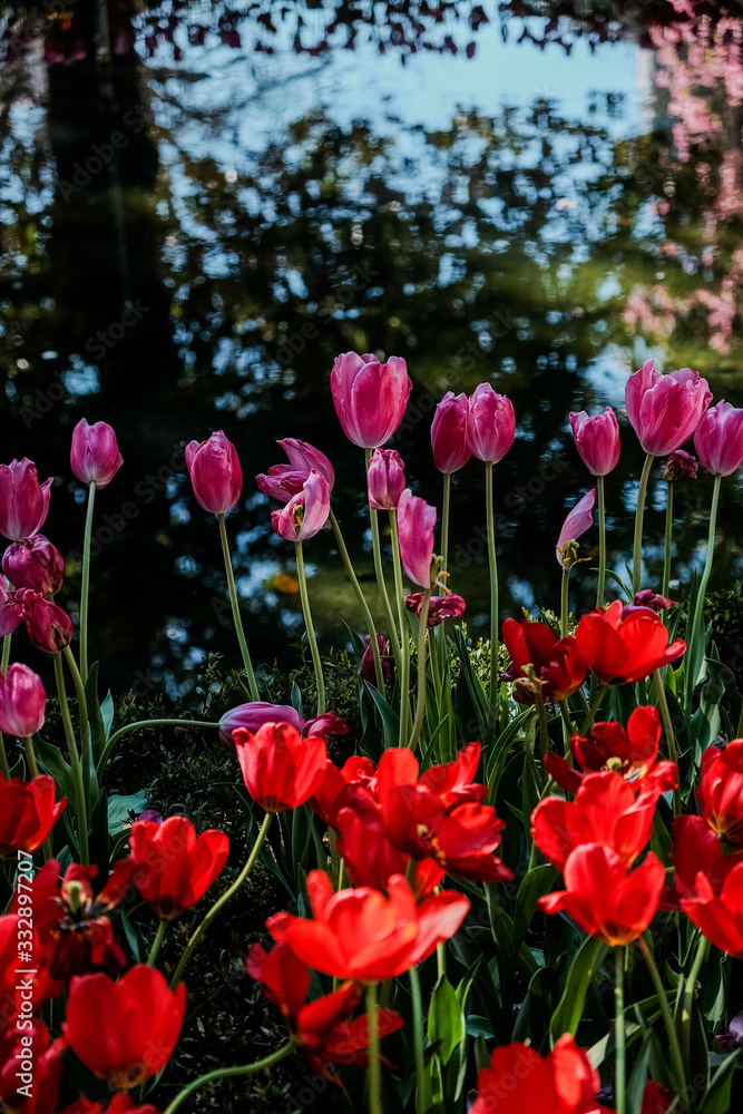 flores tulipas flores tulipas