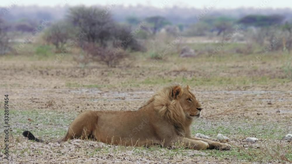 Young male lion watches cautiously while laying on the dry ground in Botswana. Young male lion watches cautiously while laying on the dry ground in Botswana.