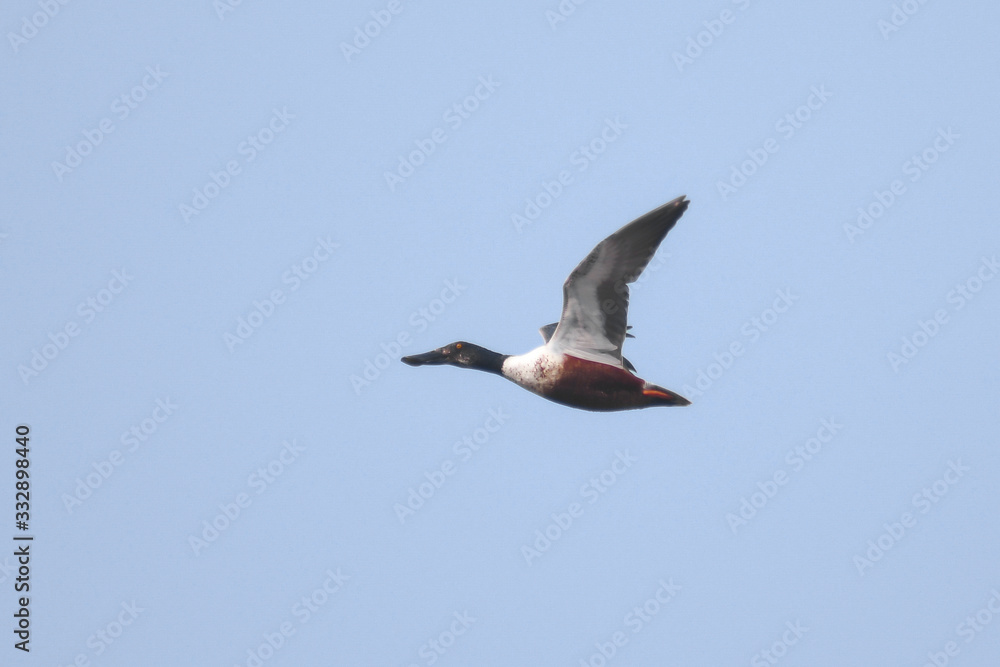 anatra selvatica Mestolone (Anas clypeata) in volo su sfondo cielo anatra selvatica Mestolone (Anas clypeata) in volo su sfondo cielo