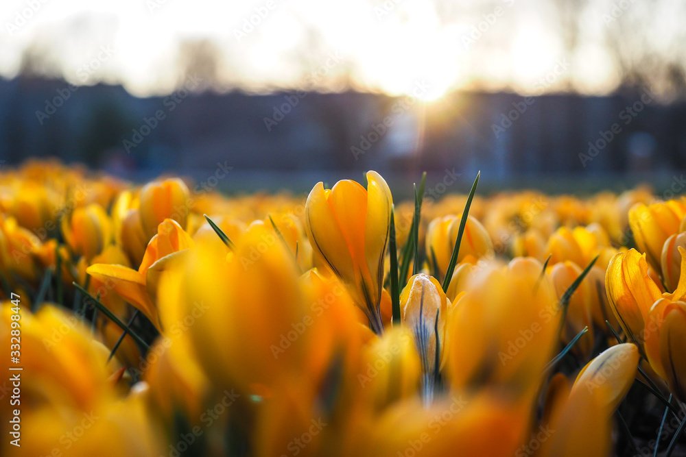 The first beautiful yellow crocuses blooming in the spring garden, in park in sunset. Selective focus