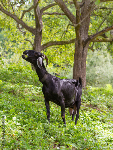 black goat in garden chews an apple