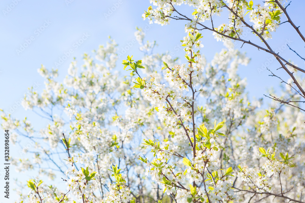 Blooming sakura tree on sky background in garden or park. Cherry blossom. Japanese spring scenics Spring flowers, Spring Background, Spring nature. Blooming sakura tree on sky background in garden or park. Cherry blossom. Japanese spring scenics Spring flowers, Spring Background, Spring nature.