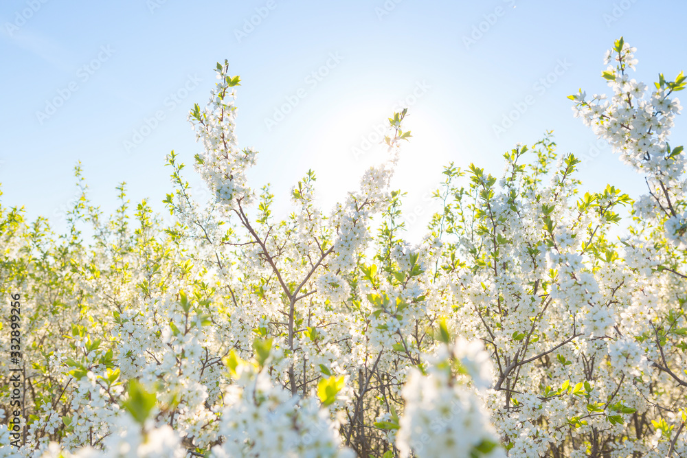 Blooming sakura tree on sky background in garden or park. Cherry blossom. Japanese spring scenics Spring flowers, Spring Background, Spring nature. Blooming sakura tree on sky background in garden or park. Cherry blossom. Japanese spring scenics Spring flowers, Spring Background, Spring nature.