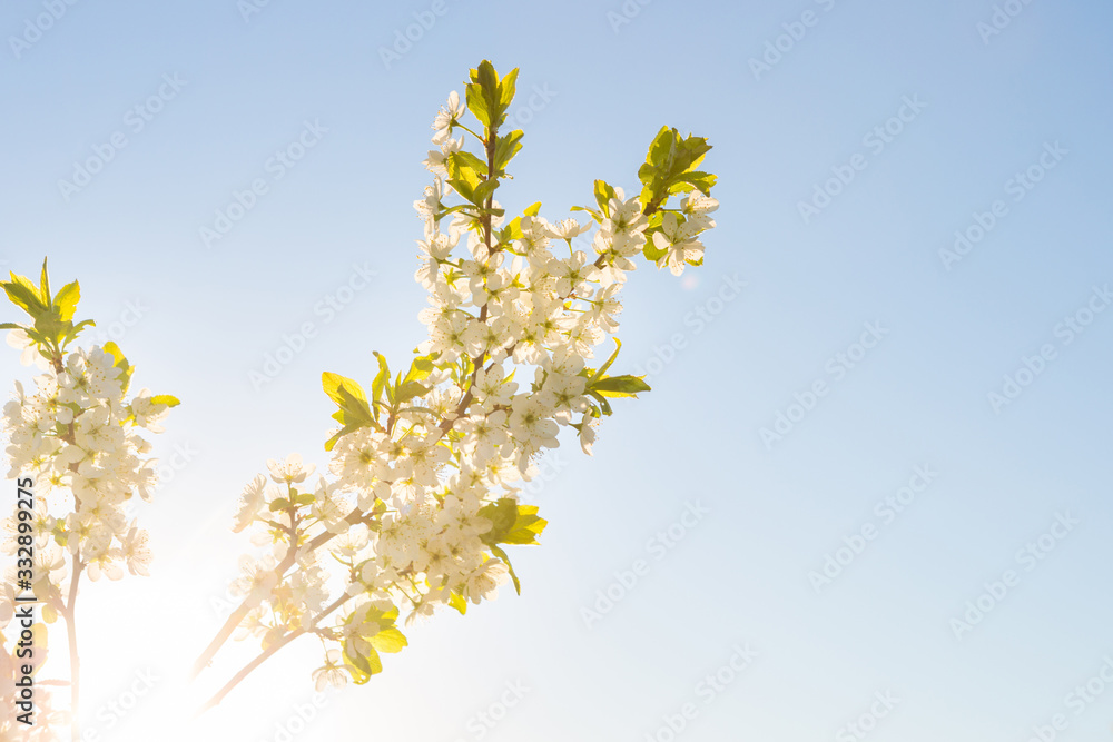 Blooming sakura tree on sky background in garden or park. Cherry blossom. Japanese spring scenics Spring flowers, Spring Background, Spring nature.