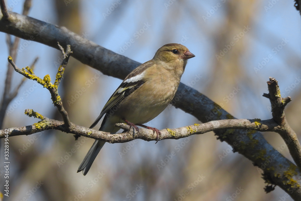 Fringuello (Fringilla coelebs),ritratto femmina su ramo Fringuello (Fringilla coelebs),ritratto femmina su ramo