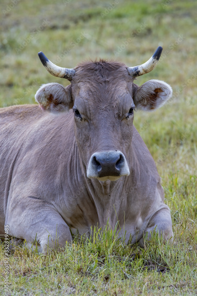 Typical Spanish cow look at the photographer Typical Spanish cow look at the photographer