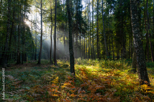 Sunrise in the forest