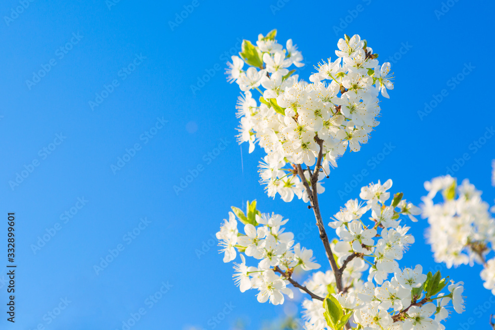 Blooming sakura tree on sky background in garden or park. Cherry blossom. Japanese spring scenics Spring flowers, Spring Background, Spring nature.