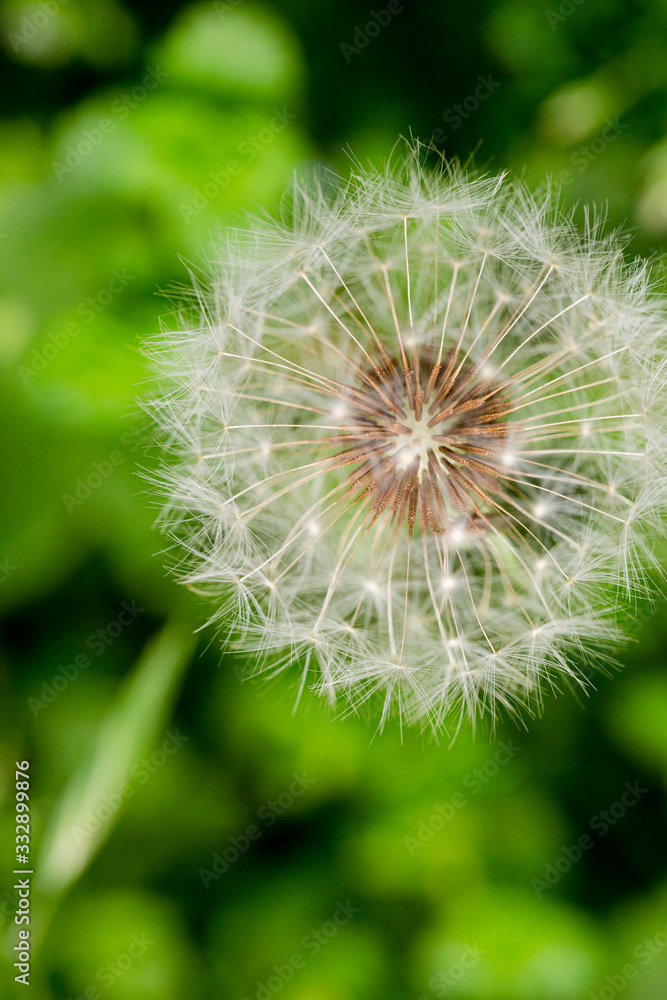 Fototapeta premium Flor del diente de león. Fotografía macro abstracta. Colores verdes. Floral