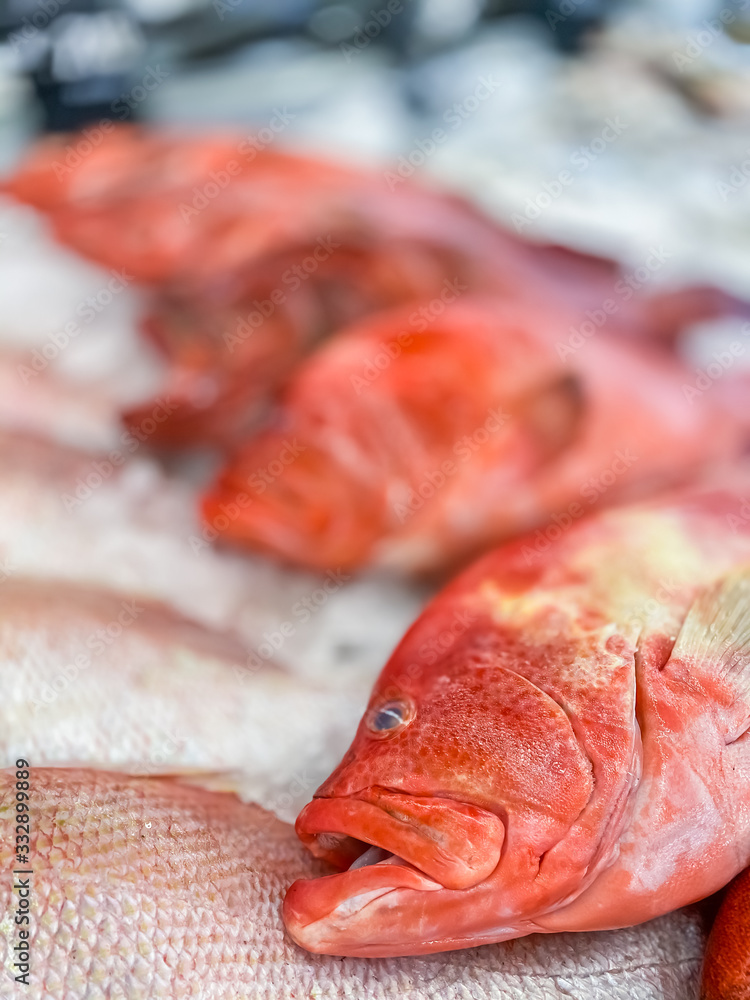 Close up red grouper fish on ice in the shop nature and seafood backgrounds