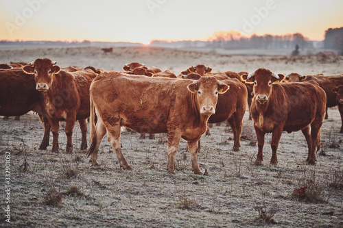 Herd of young Limousin beef cattle being run on for beef. Sun rise