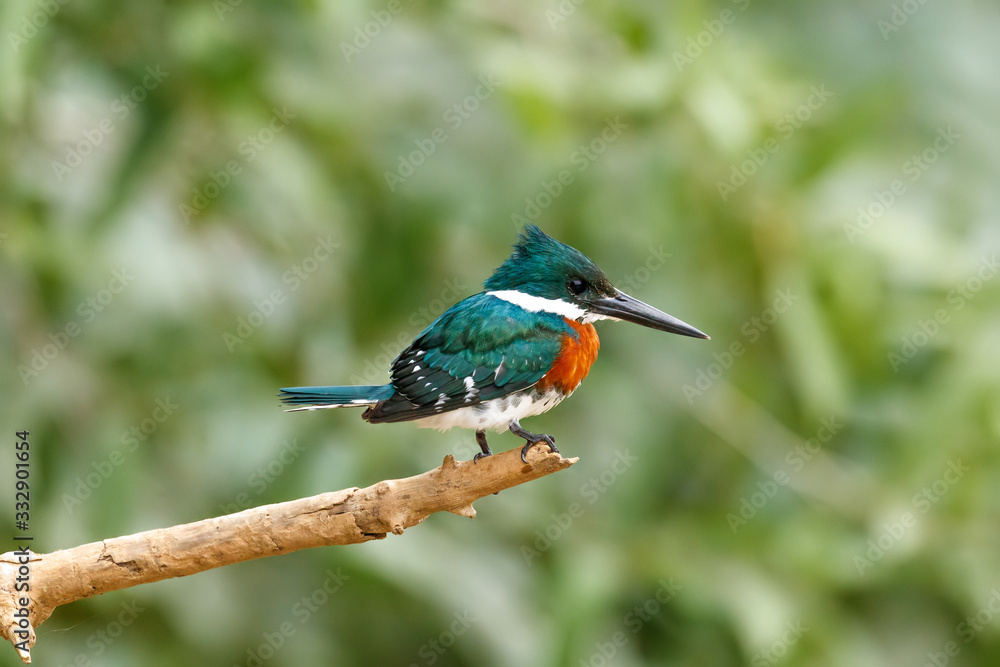 Close up of a Green Kingfisher Perched Close up of a Green Kingfisher Perched