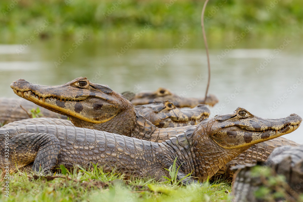 Yacare Caimans Clustered Near a Pond at Pantanal Wetlands, Brazil Yacare Caimans Clustered Near a Pond at Pantanal Wetlands, Brazil