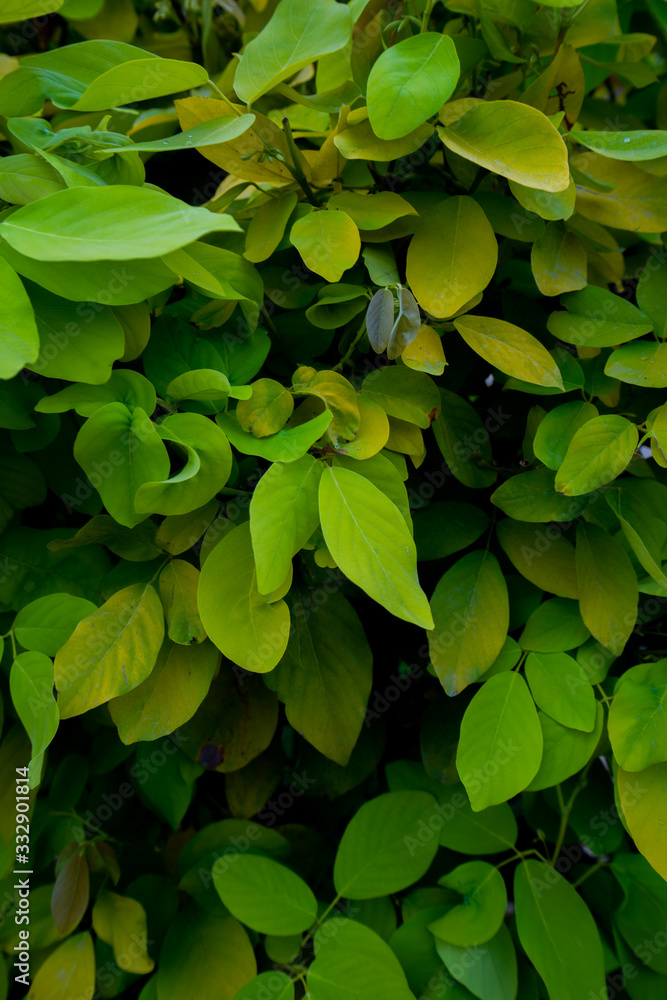 Green leaves and various beautiful colors