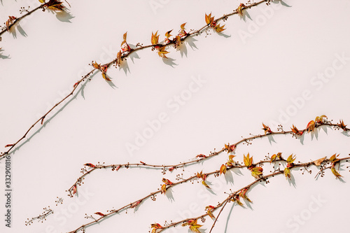 White wall with winter grape branches