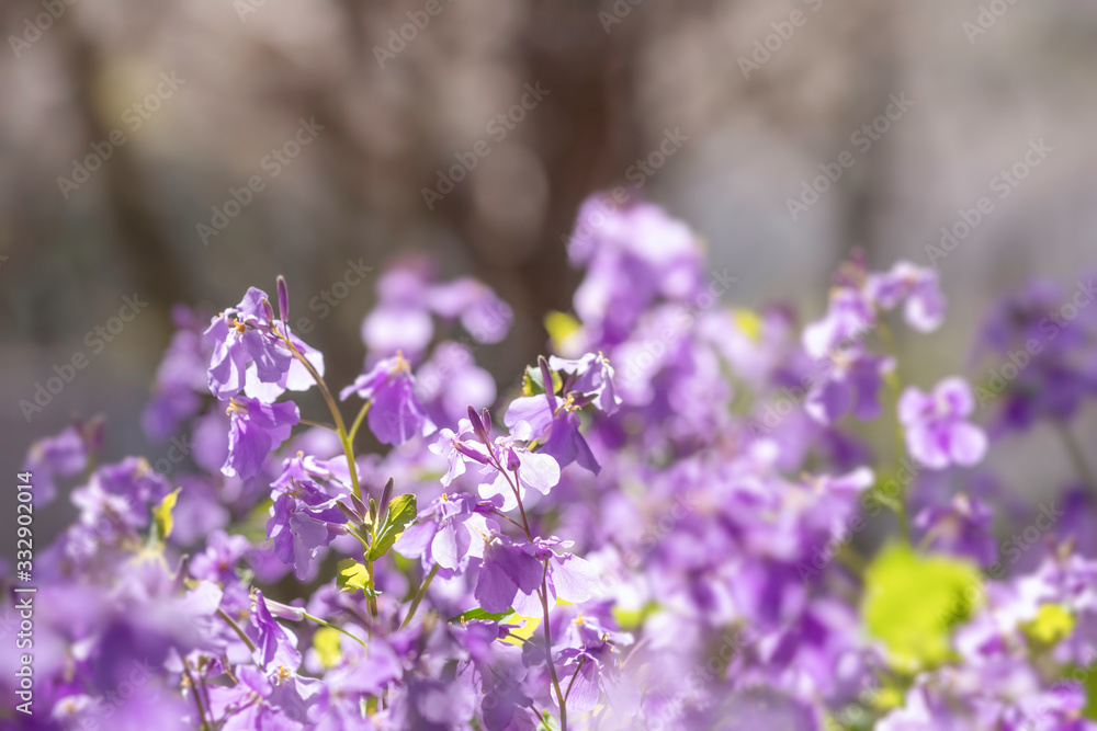 Obraz premium オオアラセイトウの花