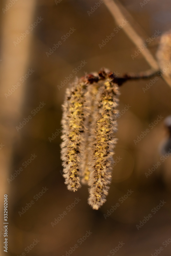 In spring, willow blossoms in fluffy flowers. In spring, willow blossoms in fluffy flowers.