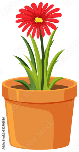 Pot of red flower on white background