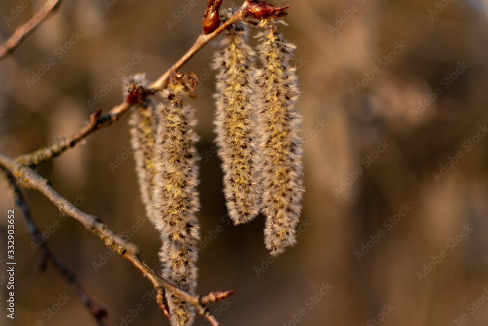 In spring, willow blossoms in fluffy flowers. In spring, willow blossoms in fluffy flowers.