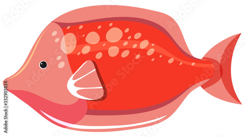 Red fish on white background