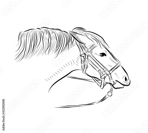 The horse head with harness. Sketch art.