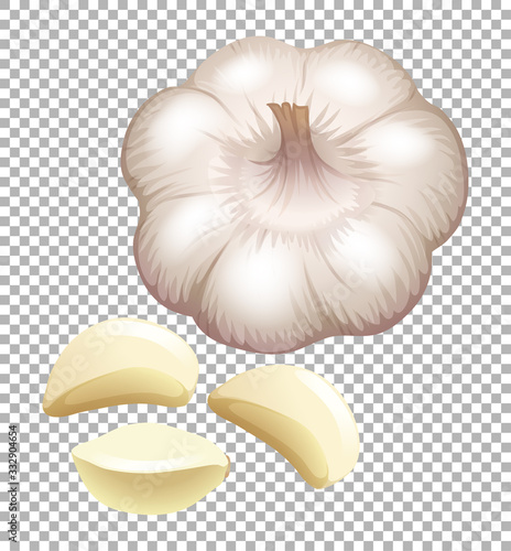 Fresh garlic on transparent background