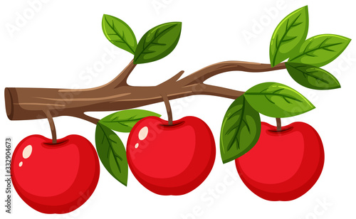 Red apples on wooden branch on white background