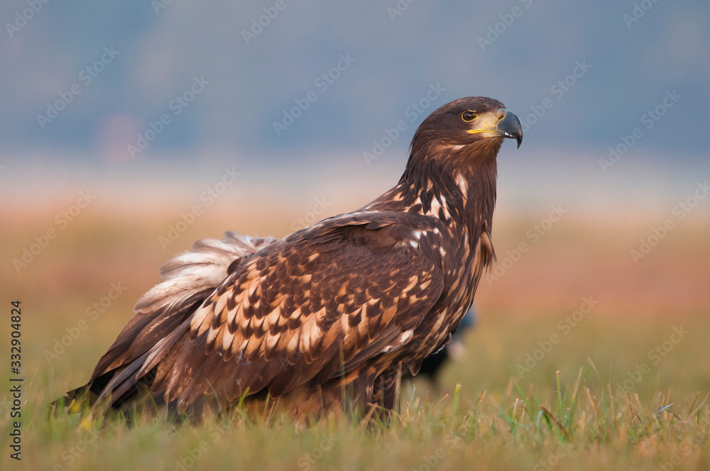 White - tailed eagle (Haliaeetus albicilla) in the morning. White - tailed eagle (Haliaeetus albicilla) in the morning.