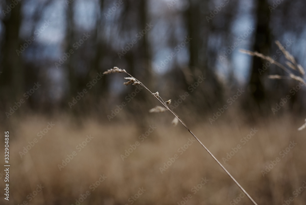 Obraz premium Dry yellow beige grass in the forest woods park. Natural background with bare trees and high dried grass in winter. Cold dull cloudy weather.