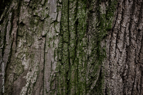 A part of old tree stem, covered with brown bark and green moss in forest woods in winter. Bare tree. Natural texture background