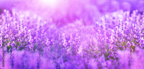 Panoramic purple lavender flowers blooming. Concept of beauty  aroma and aromatherapy