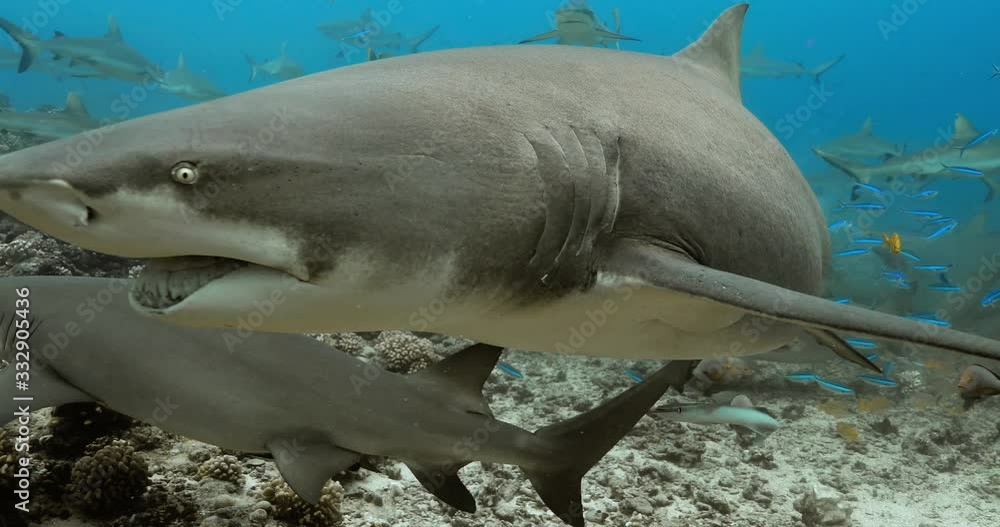 Lemon sharks in the Pacific. Underwater life with sharks and fishes