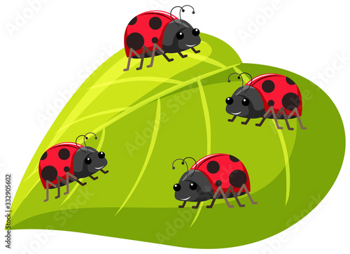 Four ladybugs on green leaf on white background